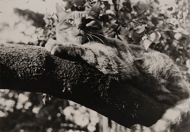 Behind the Scenes of Thomasina - marmalade tabby cat on tree branch