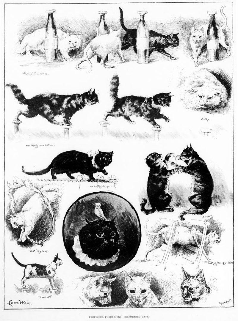 Lois Wain illustrations of Fredericks' Performing Cats from the Illustrated London News