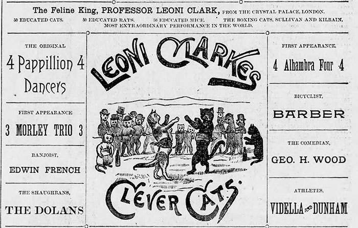 advertisement for Leoni Clarke's Clever Cats featuring boxing cats