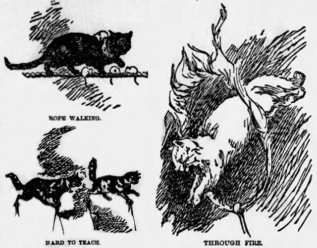 poor copies of Lois Wain illustrations from the Middlebury Register