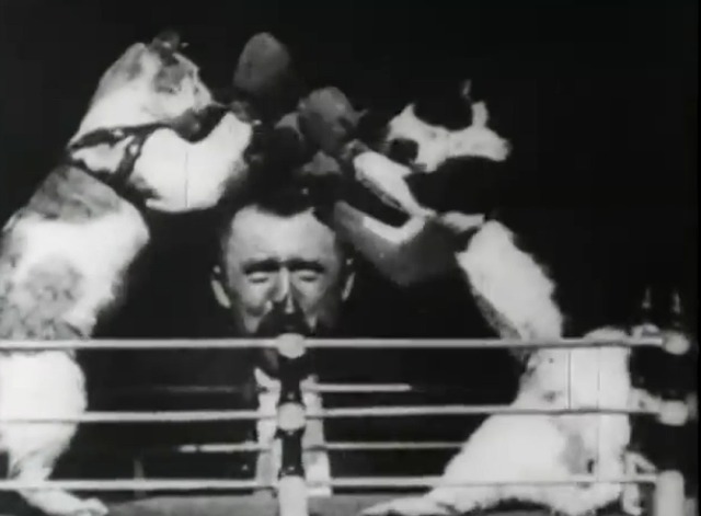 Edison film of Professor Welton's Boxing Cats