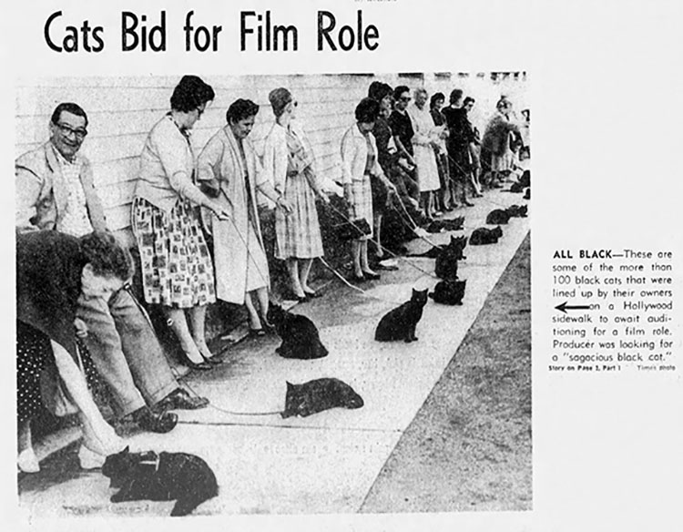 Calling All Black Cats - L.A. Times newspaper photo for black cat auditions of Tales of Terror