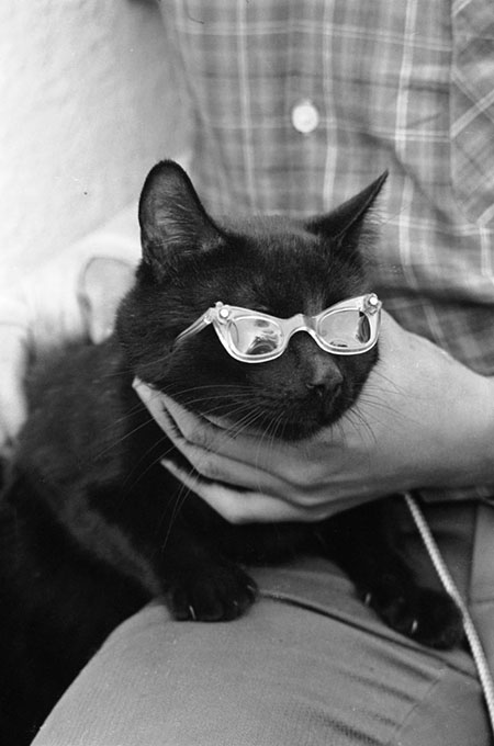 Calling All Black Cats - black cat wearing sunglasses at Tales of Terror audition