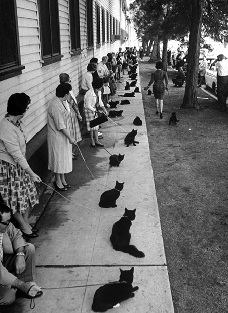 Calling All Black Cats - black cats lining Hollywood sidewalk for Tales of Terror audition