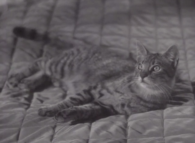 Cass Timberlane - tabby cat Cleo on bed