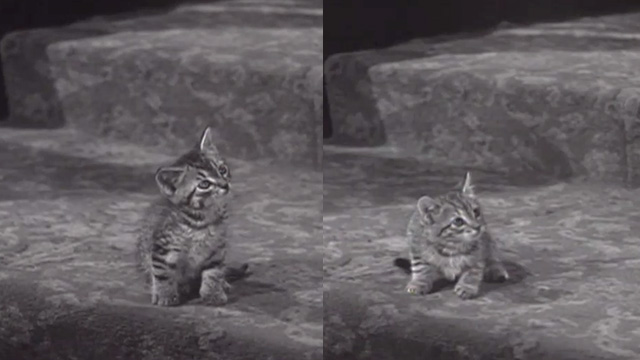 Cass Timberlane - two different tabby kittens playing Cleo