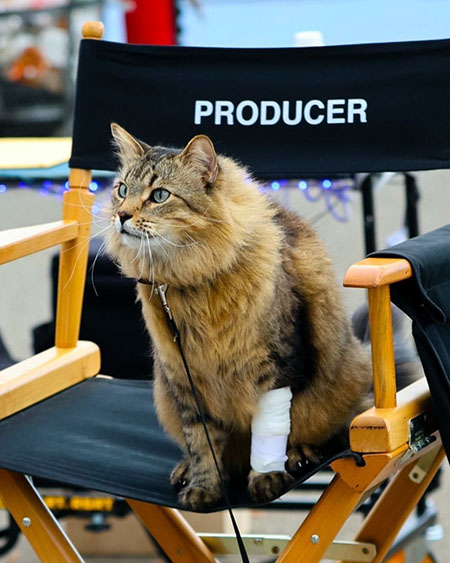 Tonic longhair tabby cat on set of Caught Stealing