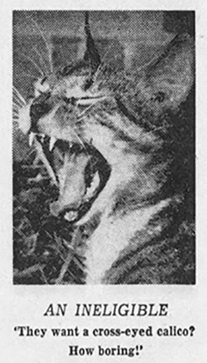 tabby cat yawning photo in newspaper article