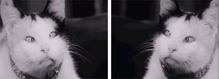 pictures of Elmer playing Ralph the cat with reverse shots used