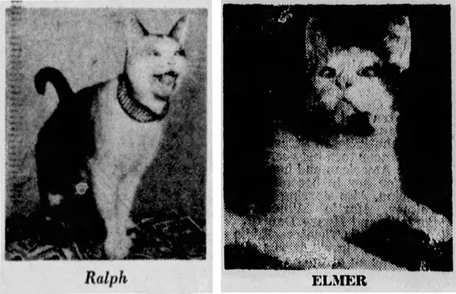 newspaper photos of Elmer the cross-eyed cat aka Ralph