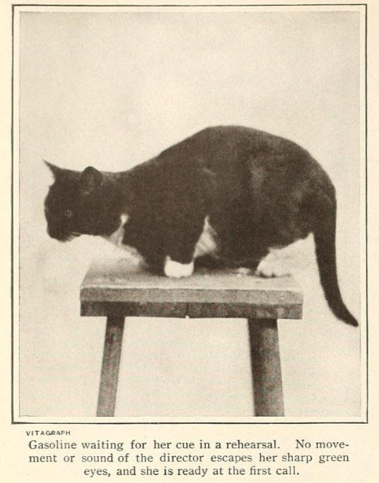 publicity photo Gasoline the Vitagraph tuxedo cat