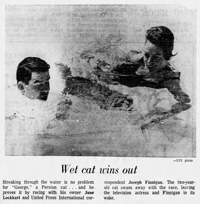 June Lockhart and her swimming cat George newspaper article