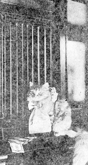 Leo Paxton the cat actor with a bank account