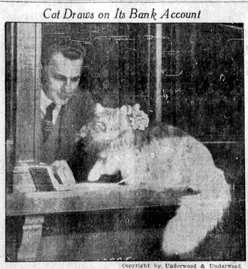 Leo Paxton the cat actor with a bank account