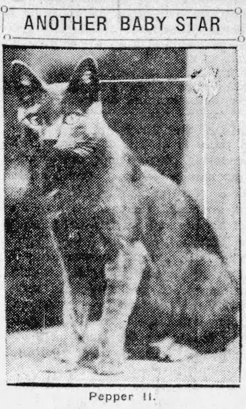 newspaper article about Pepper II the cat