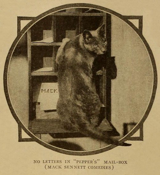 publicity photo of Pepper the cat in Mack Sennett mailroom