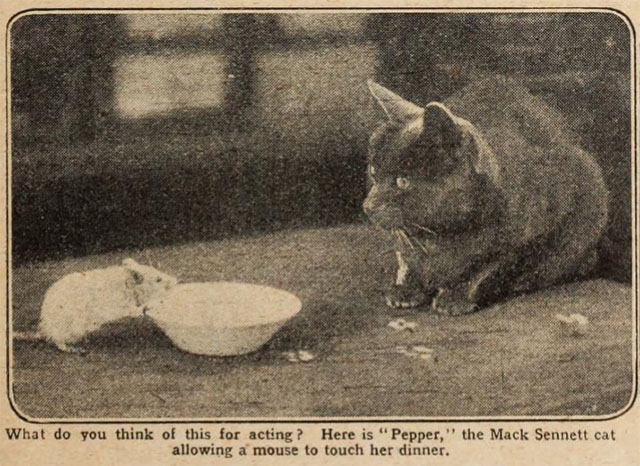 Pepper the cat with rat on set of Sennett comedy