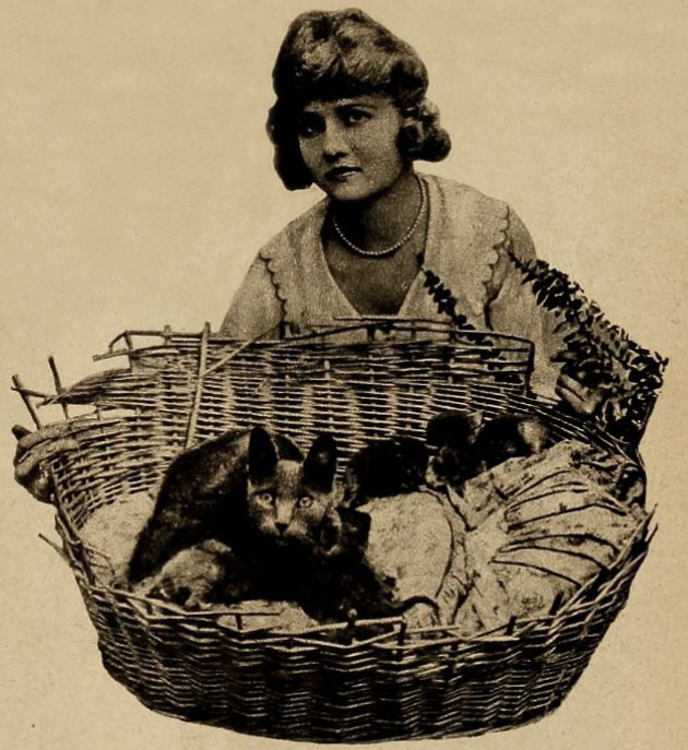 Pepper the cat in basket with kittens held by woman