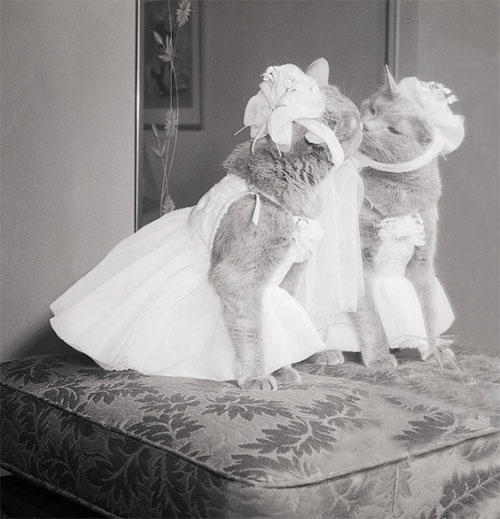 Skipper - To Cast or Not to Cast - photo of Princess Mickey grey cat in dress in front of mirror