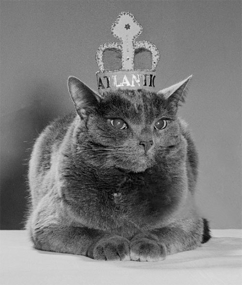 Skipper - To Cast or Not to Cast - photo of Princess Mickey grey cat wearing crown