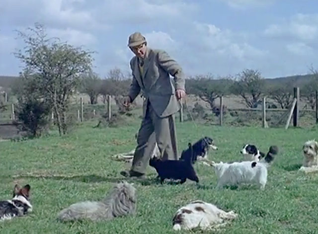  - John Jack Holmes training two cat actors to walk through dogs on his training farm