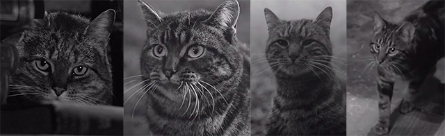 The Shadow of the Cat - tabby cat Tabitha played by four different cat actors