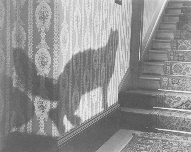 The Shadow of the Cat - shadow of tabby cat Tabitha on wall by stairs