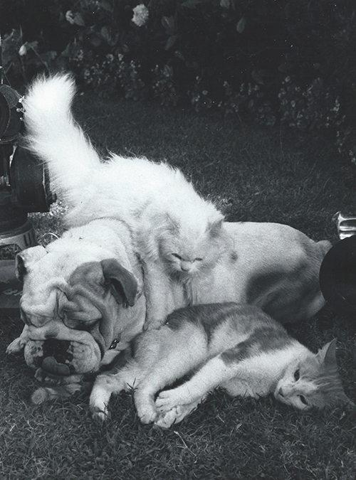 publicity photo of ginger and white tabby Waldo, white Persian cat Felicia and bulldog Tyrone from The Secret Lives of Waldo Kitty
