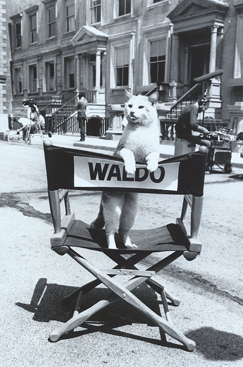 Waldo Kitty cat publicity still for Eischied