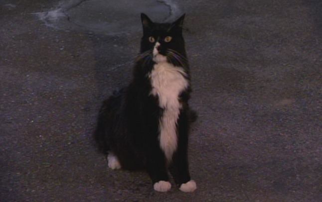 2 Broke Girls and the Three Boys with Wood - black and white Maine Coon cat