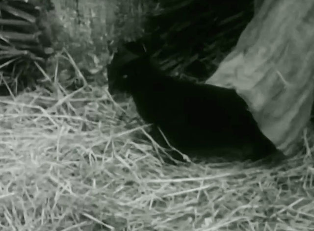 The Adventures of Robin Hood - The Alchemist - black cat being released from bag
