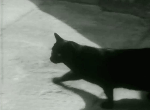 The Adventures of Robin Hood - The Alchemist - black cat running