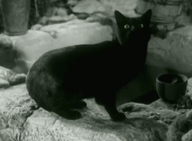 The Adventures of Robin Hood - The Alchemist - black cat looking up on well