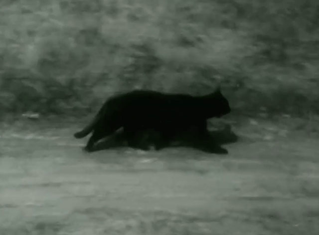 The Adventures of Robin Hood - The Alchemist - black cat running along road
