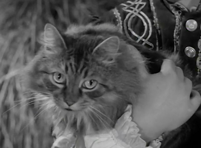 The Adventures of Robin Hood - The Final Tax - close up of large longhair tabby cat Peterkin