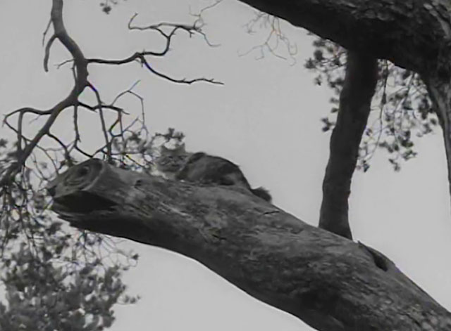 The Adventures of Robin Hood - The Final Tax - large longhair tabby cat Peterkin in tree