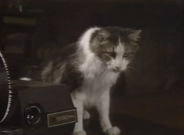ALF - On the Road Again - cat Lucky next to slide projector on table