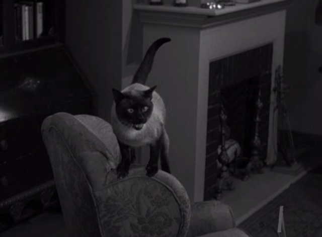 Alfred Hitchcock Presents - The Big Switch - Siamese cat Schultz meows on back of chair