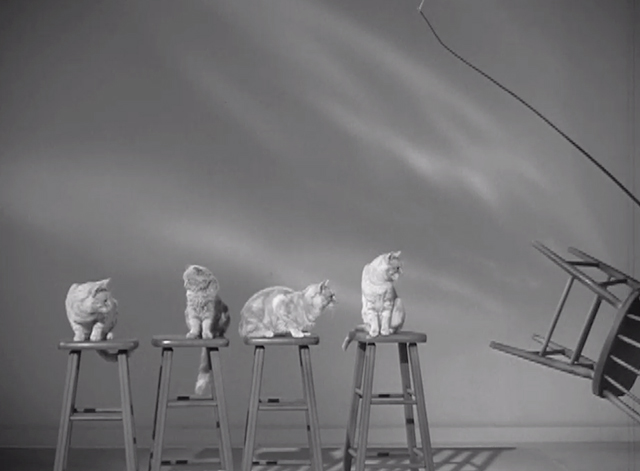Alfred Hitchcock Presents - Craig's Will - four tabby cats on chairs