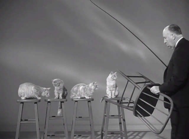 Alfred Hitchcock Presents - Craig's Will - four tabby cats on chairs and Alfred Hitchcock approaching with chair and whip