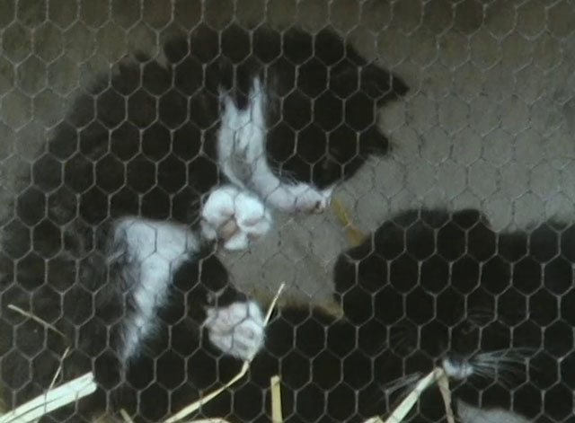 All Creatures Great and Small - Christmas Special 1985 - black and white tuxedo kittens in cage