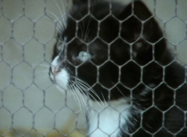 All Creatures Great and Small - Christmas Special 1985 - black and white tuxedo kitten in cage