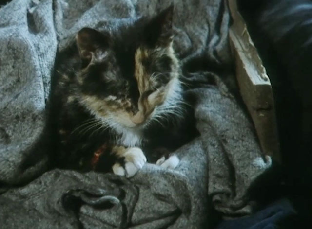 One Step Beyond - injured tortoiseshell cat on coat