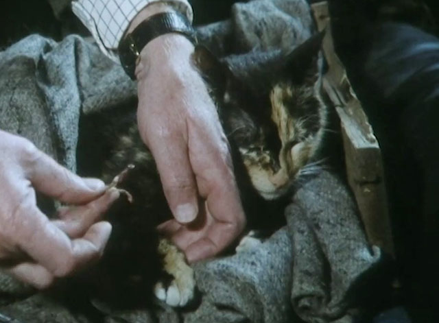One Step Beyond - injured tortoiseshell cat having rubber bands removed from leg
