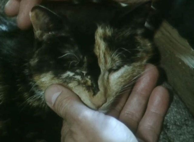 One Step Beyond - injured tortoiseshell cat with hand holding chin