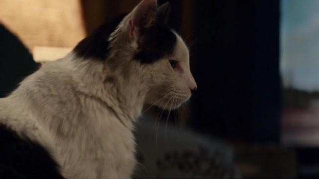 American Gods - Git Gone - profile of long-haired tuxedo cat Dummy