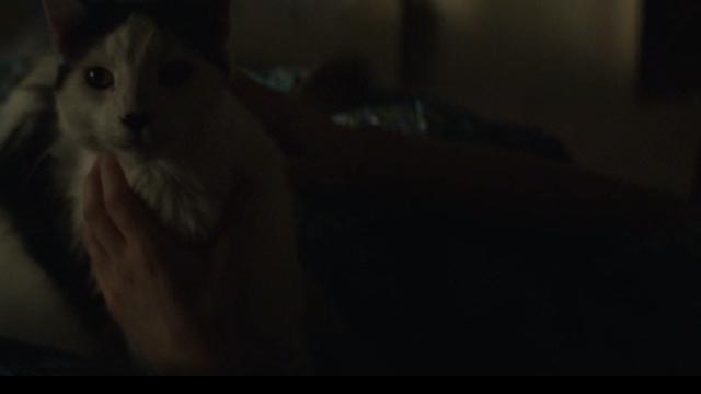 American Gods - Git Gone - long-haired tuxedo cat Dummy on bed