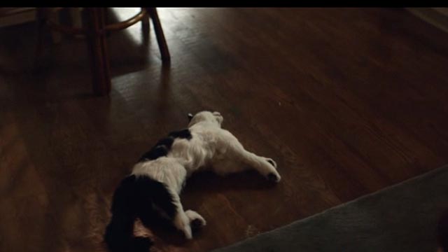 American Gods - Git Gone - long-haired tuxedo cat Dummy dead on floor