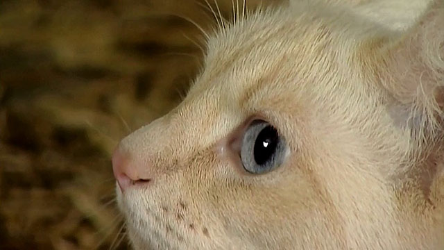 Arrows of Desire 34 - For I will consider by cat Jeoffry - flame point Siamese close up