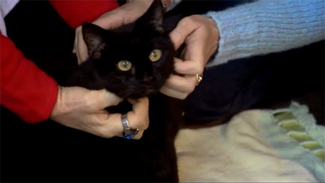 Bad Girls - Do or Die - black cat Tinker